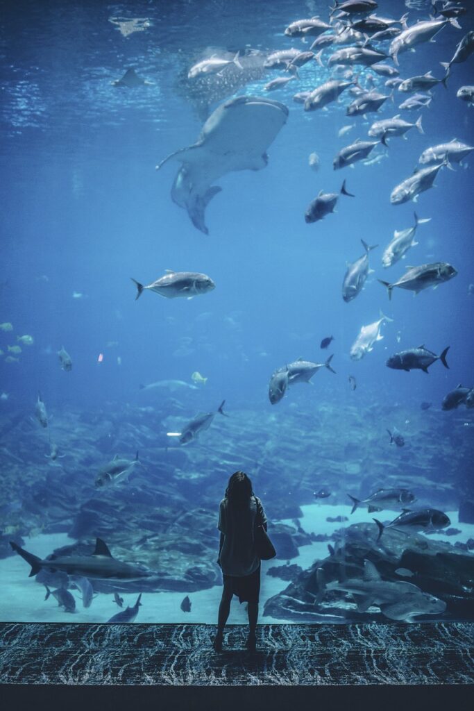 nature, water, people, woman, fish, blue, wonder, alone, aquarium, fish, fish, alone, aquarium, aquarium, aquarium, aquarium, aquarium