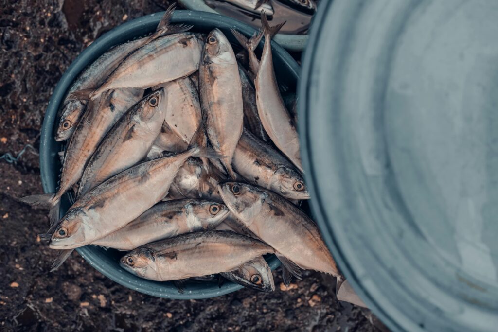 A bucket full of freshly caught fish ready for sale at the market.